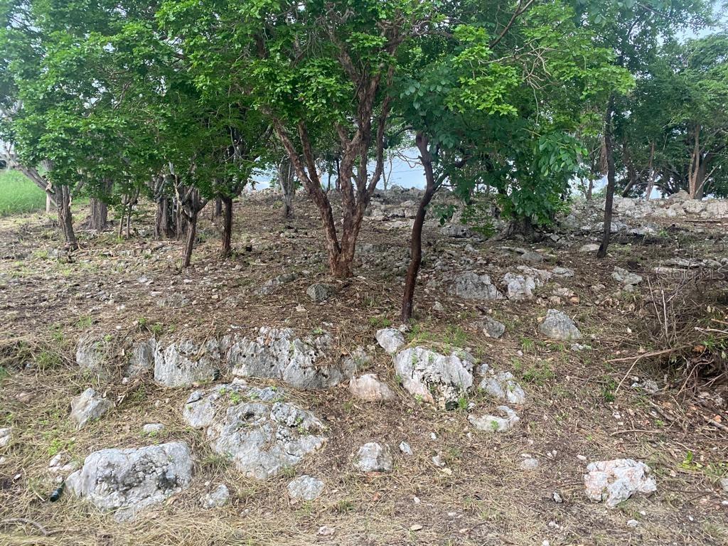 GUANICA — foto 11