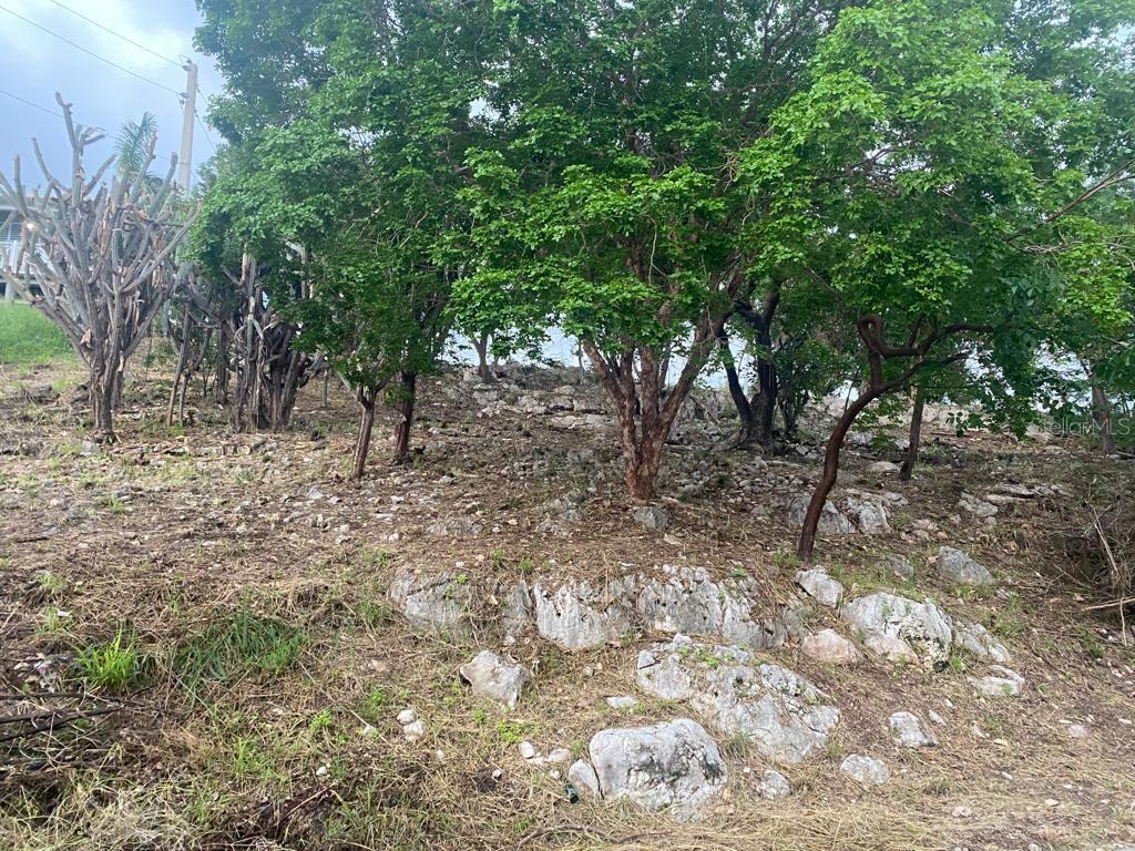 GUANICA — foto 9