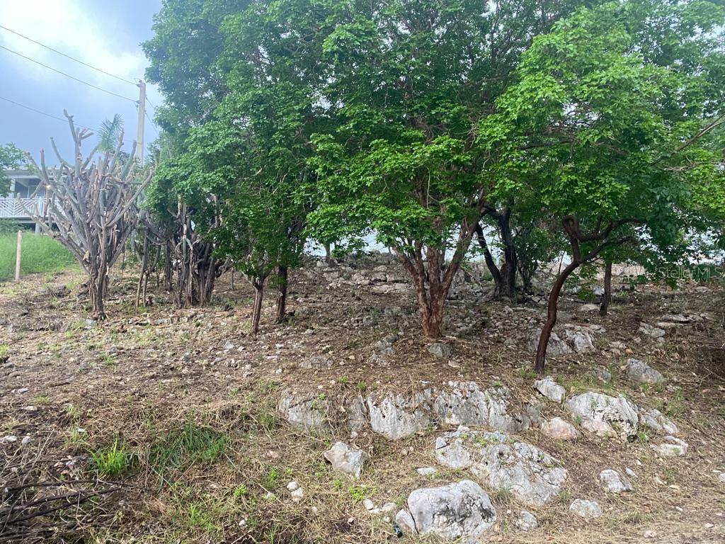 GUANICA — foto 10