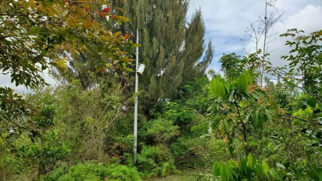 VEGA ALTA — foto 5