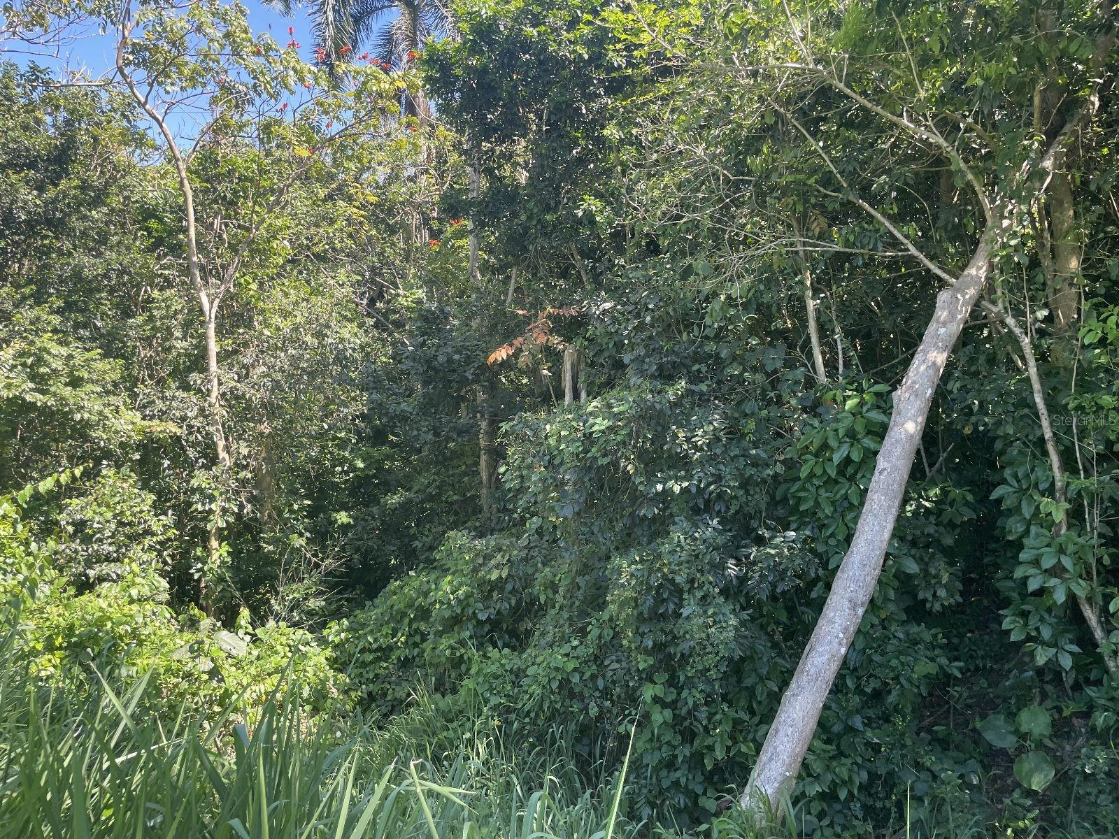 CAGUAS — foto 11