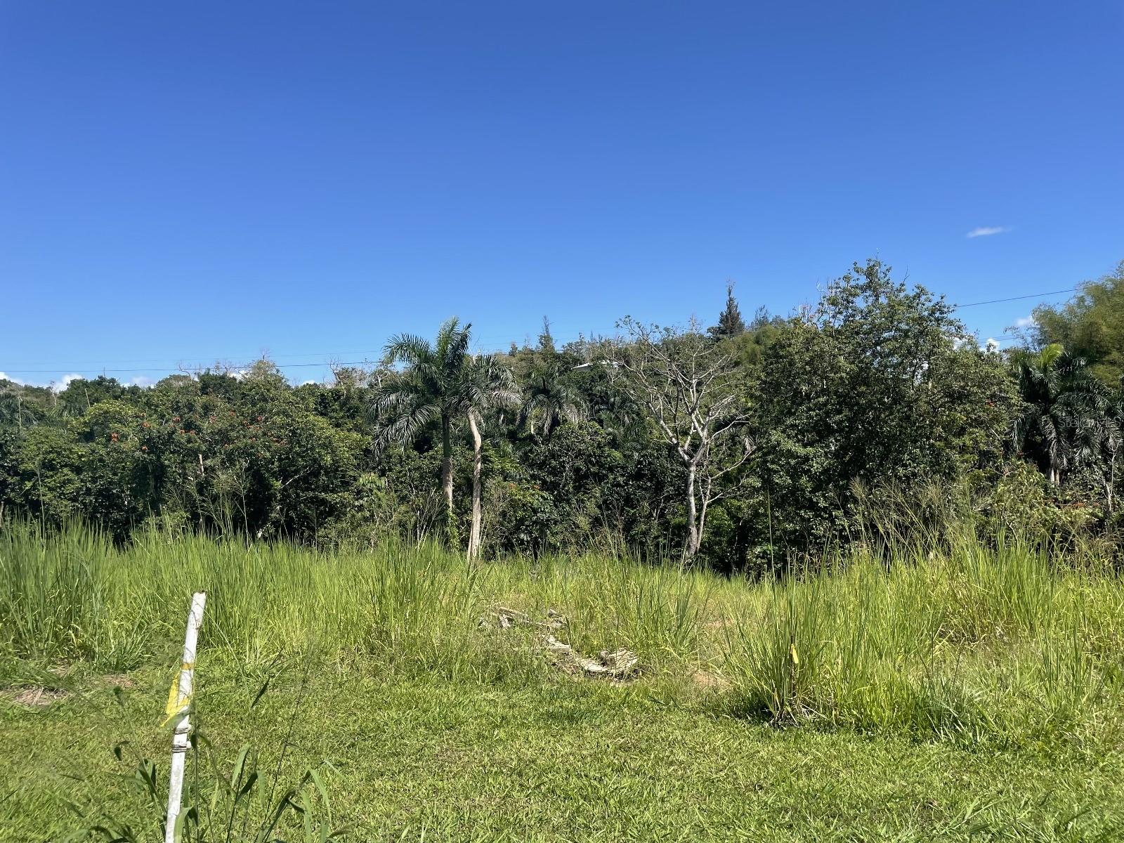 CAGUAS — foto 6