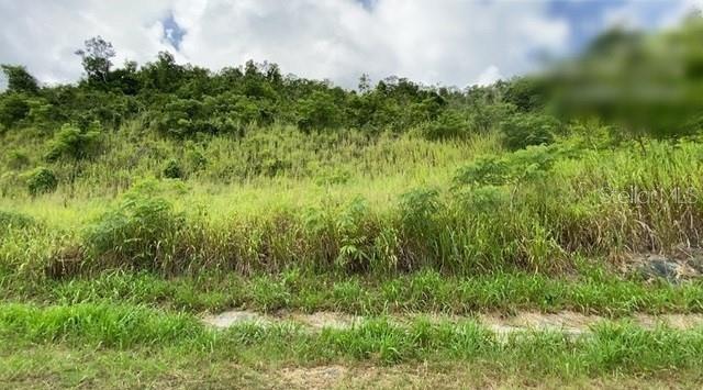 GURABO — foto 3