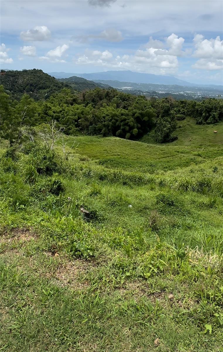 SAN LORENZO