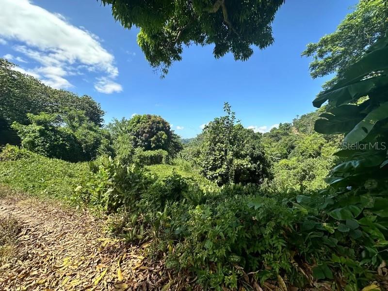 UTUADO — foto 4