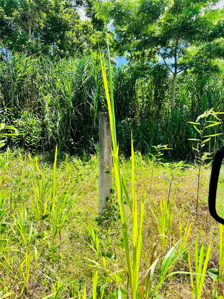 CAROLINA — foto 4