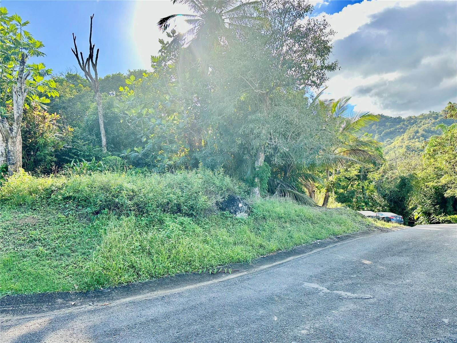 CAROLINA — foto 2