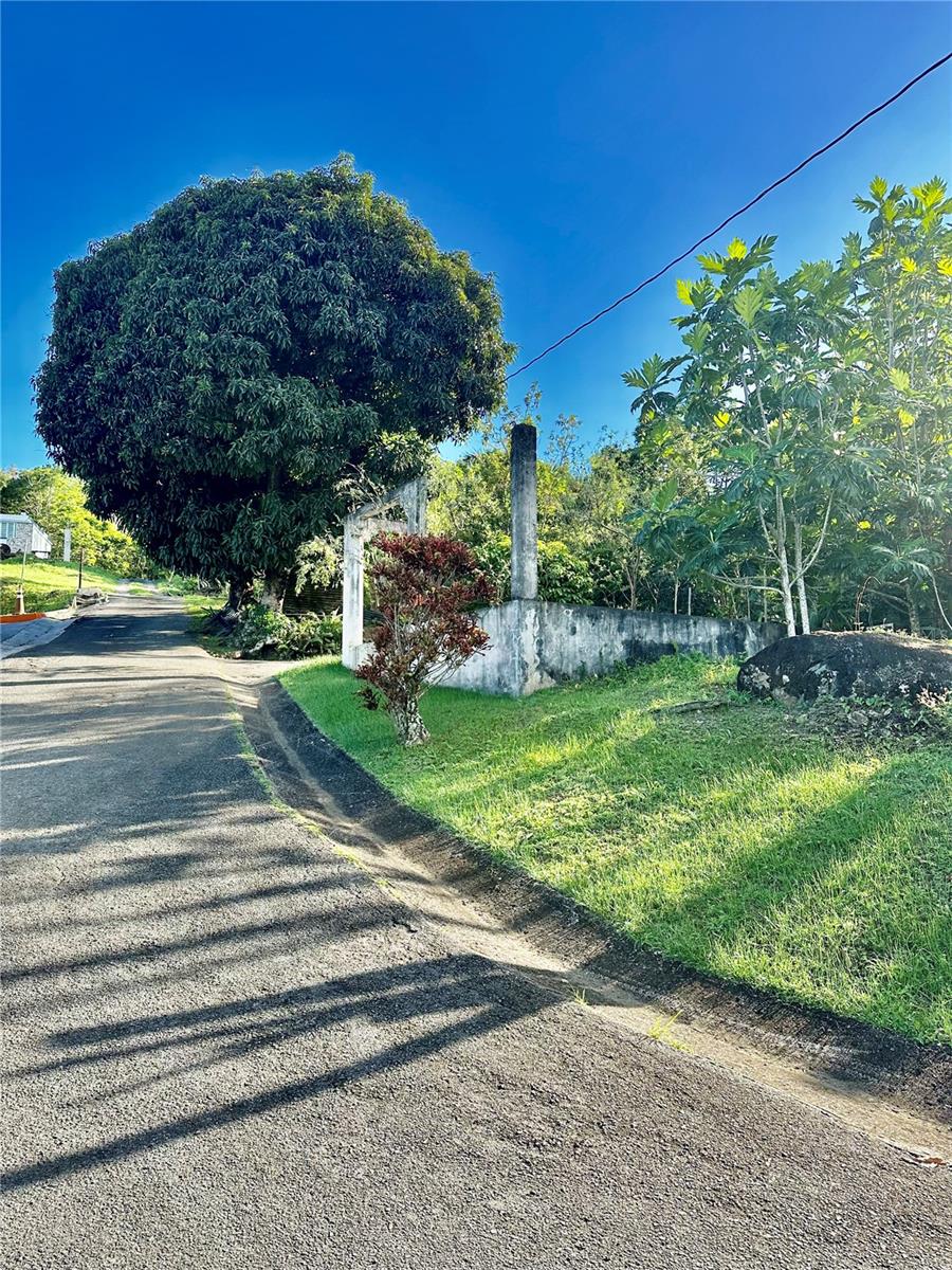 CAROLINA — foto 5