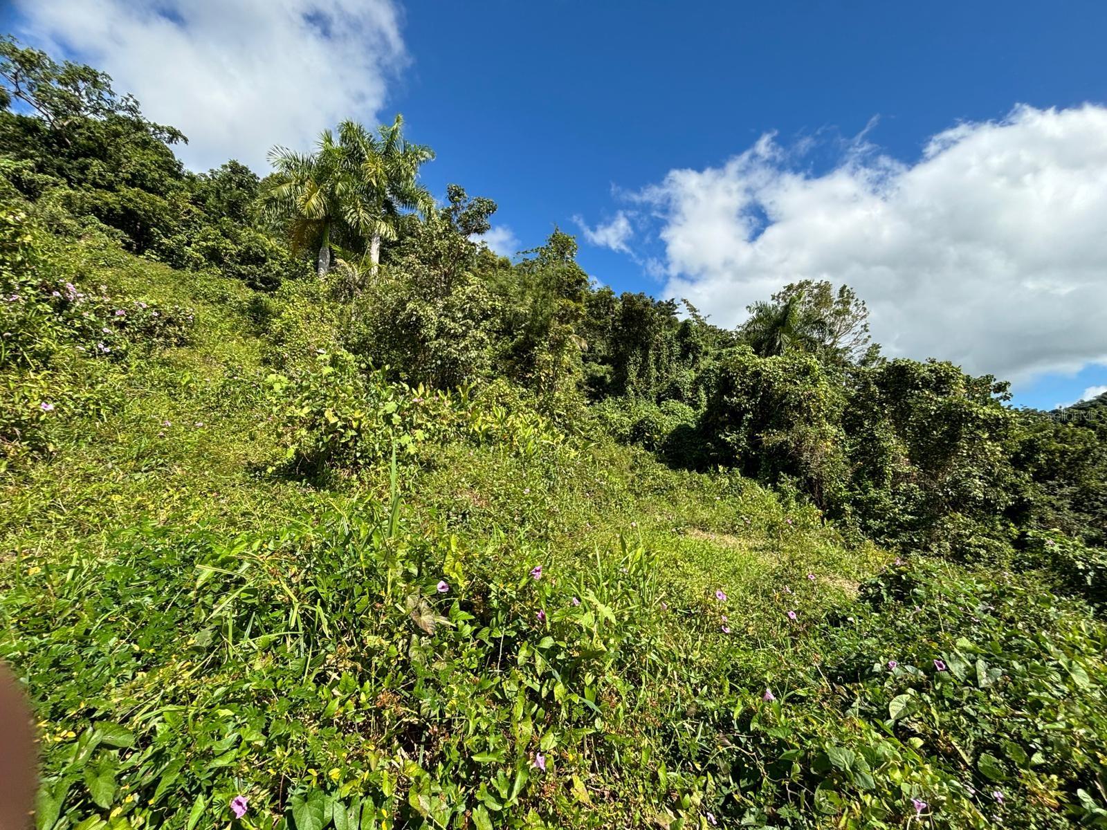 NAGUABO — foto 11