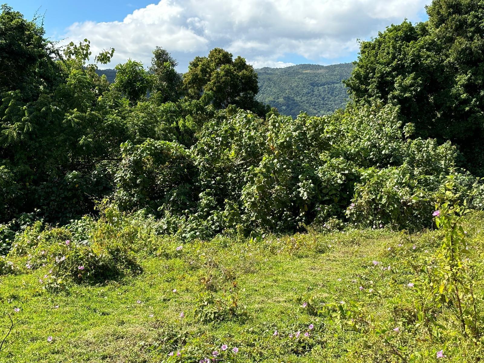 NAGUABO — foto 9