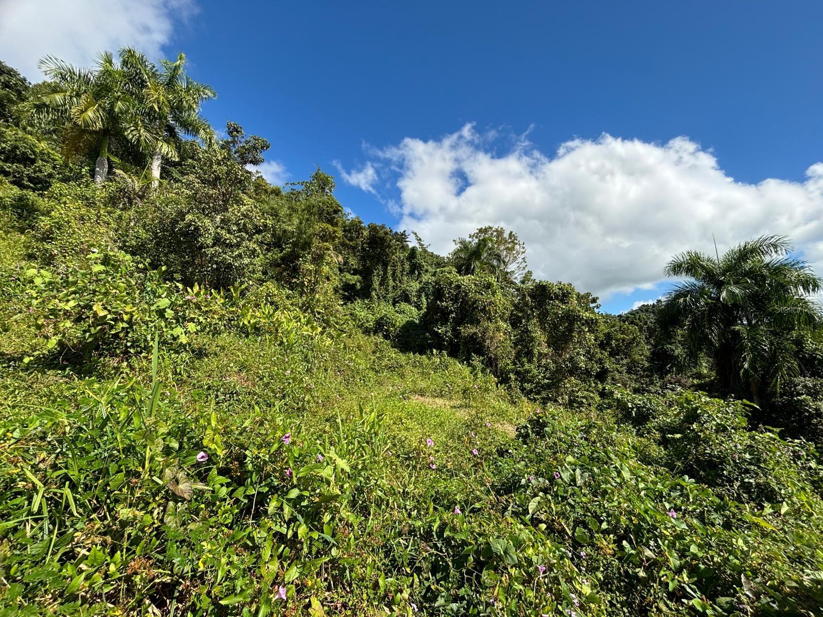 NAGUABO — foto 10