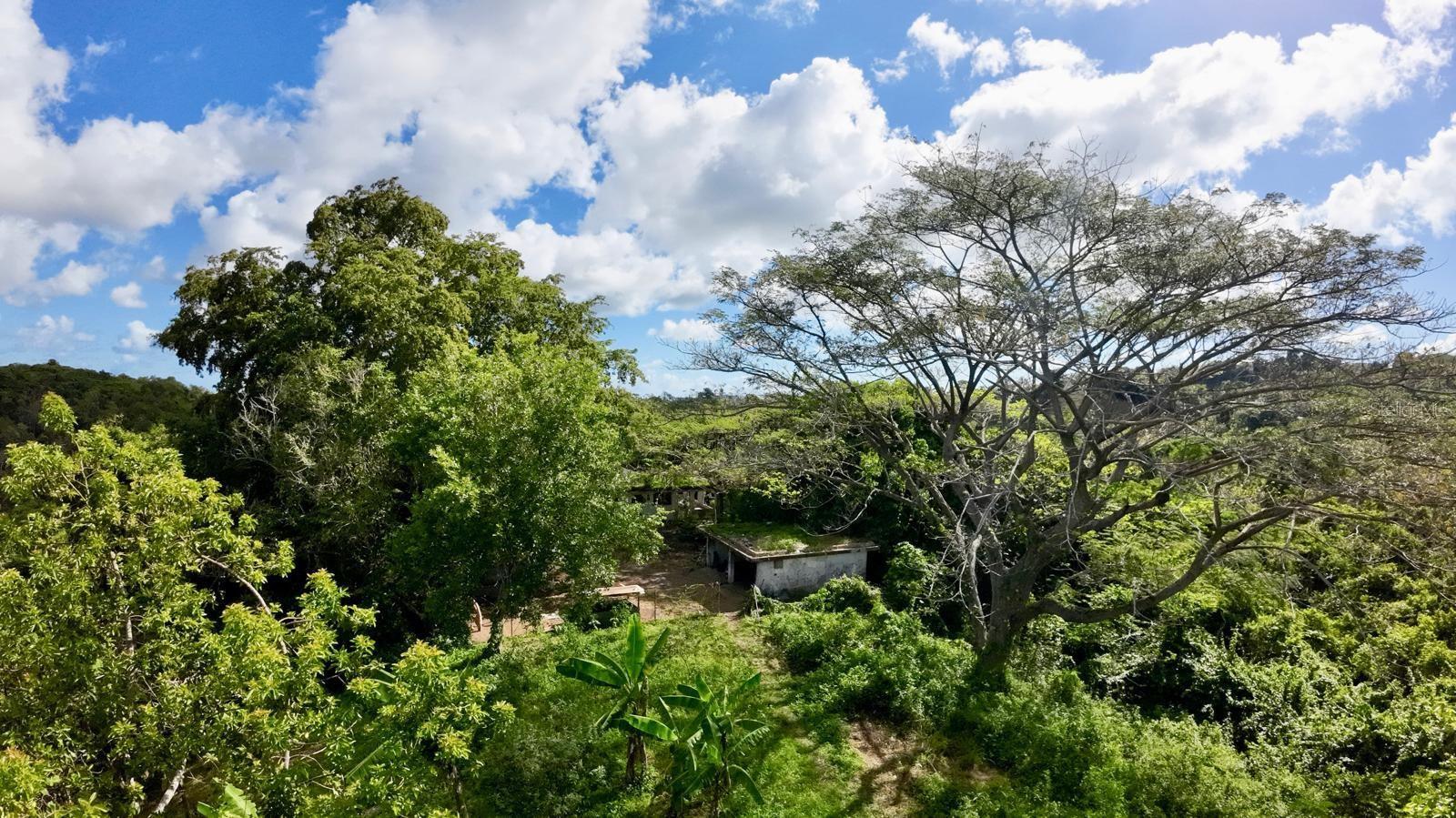 CAROLINA — foto 12