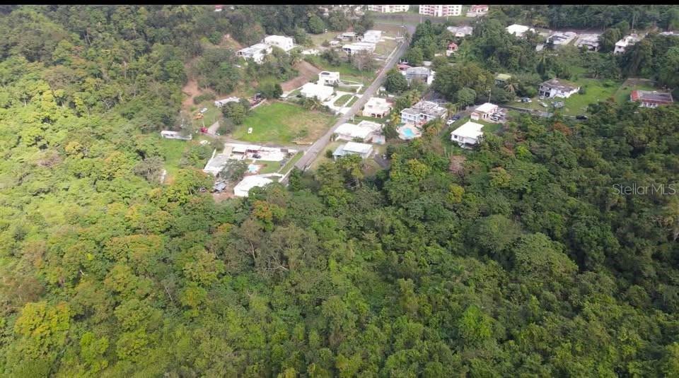 CAROLINA — foto 3