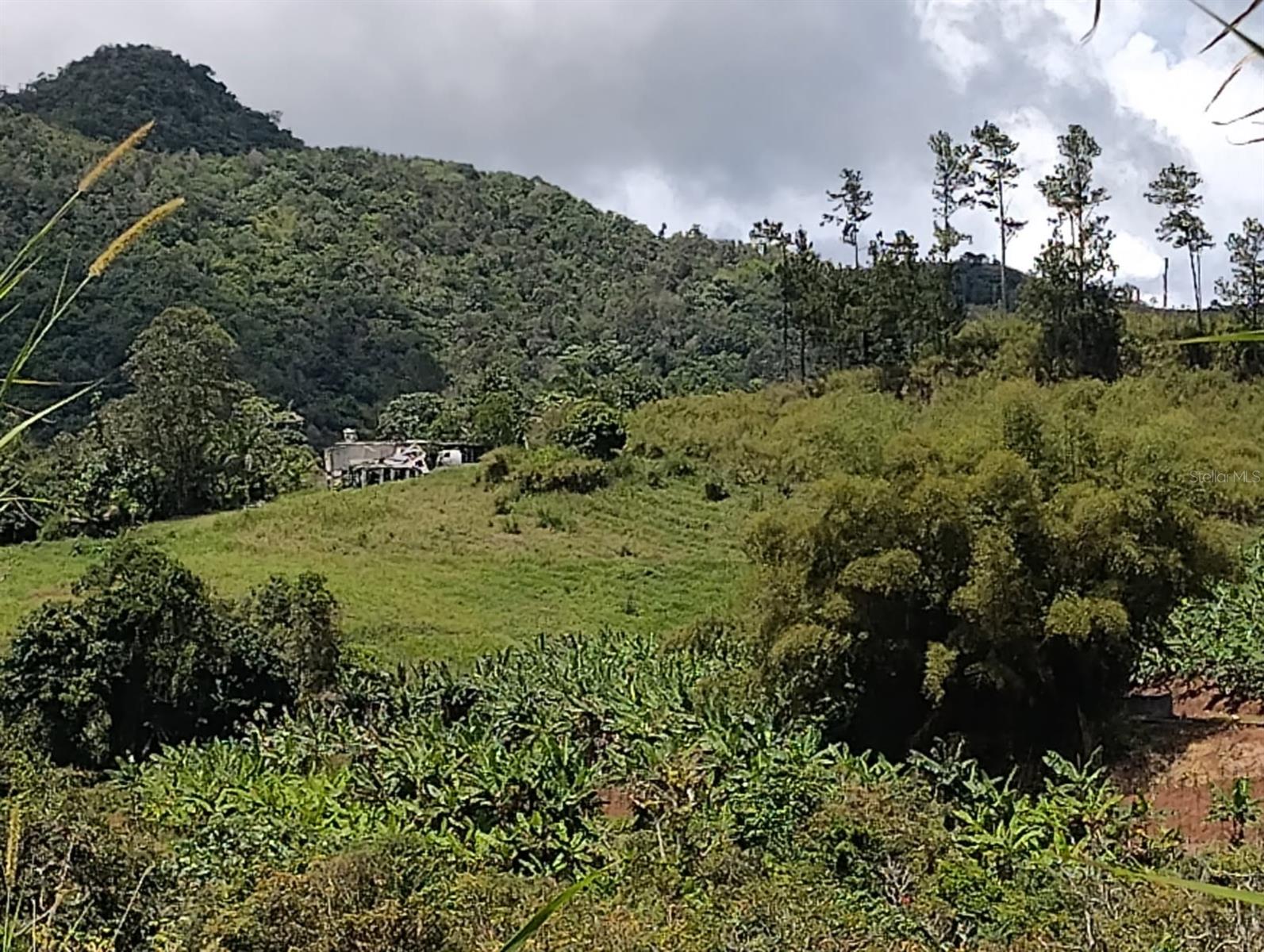 BARRANQUITAS — foto 2