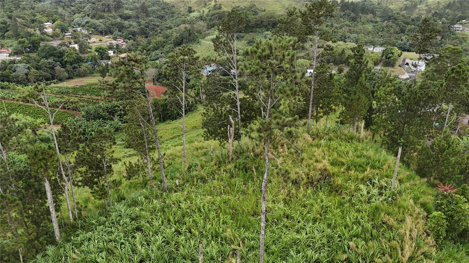 BARRANQUITAS — foto 8