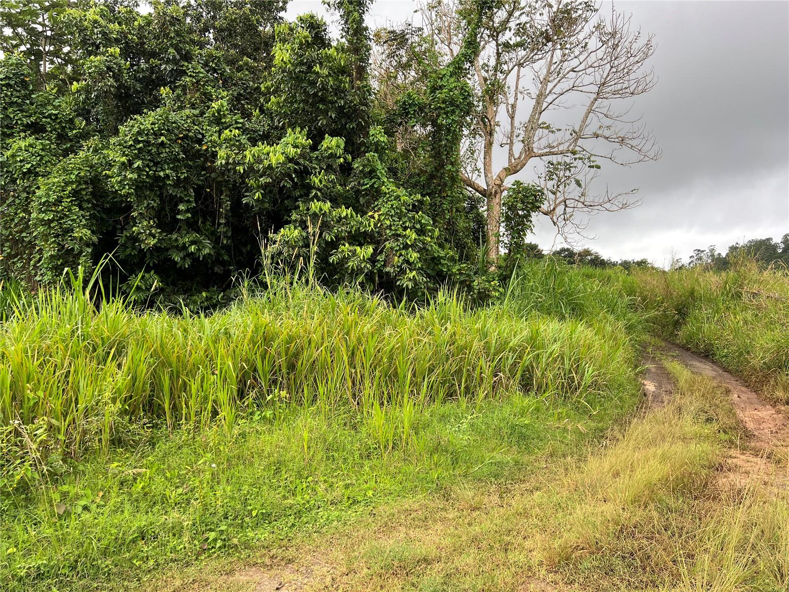 BARRANQUITAS — foto 5