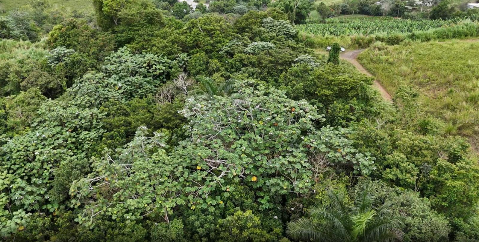 BARRANQUITAS — foto 8