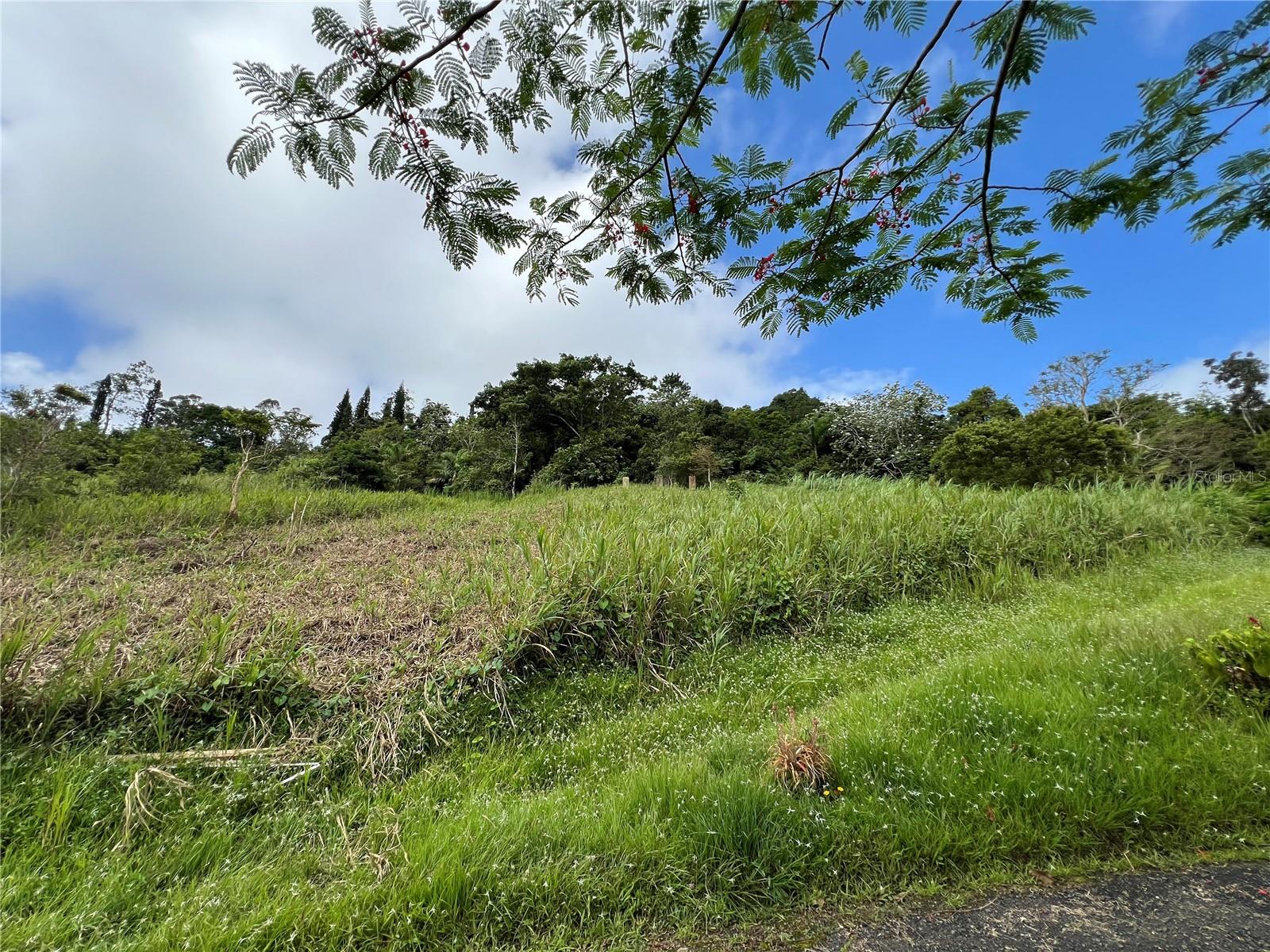 BARRANQUITAS — foto 11