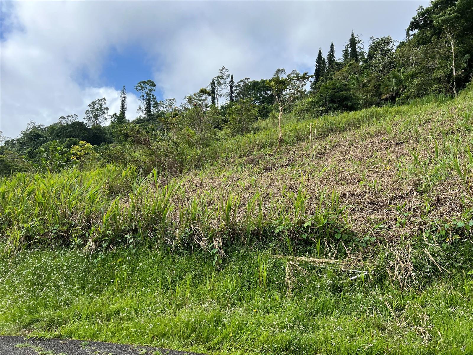 BARRANQUITAS — foto 4