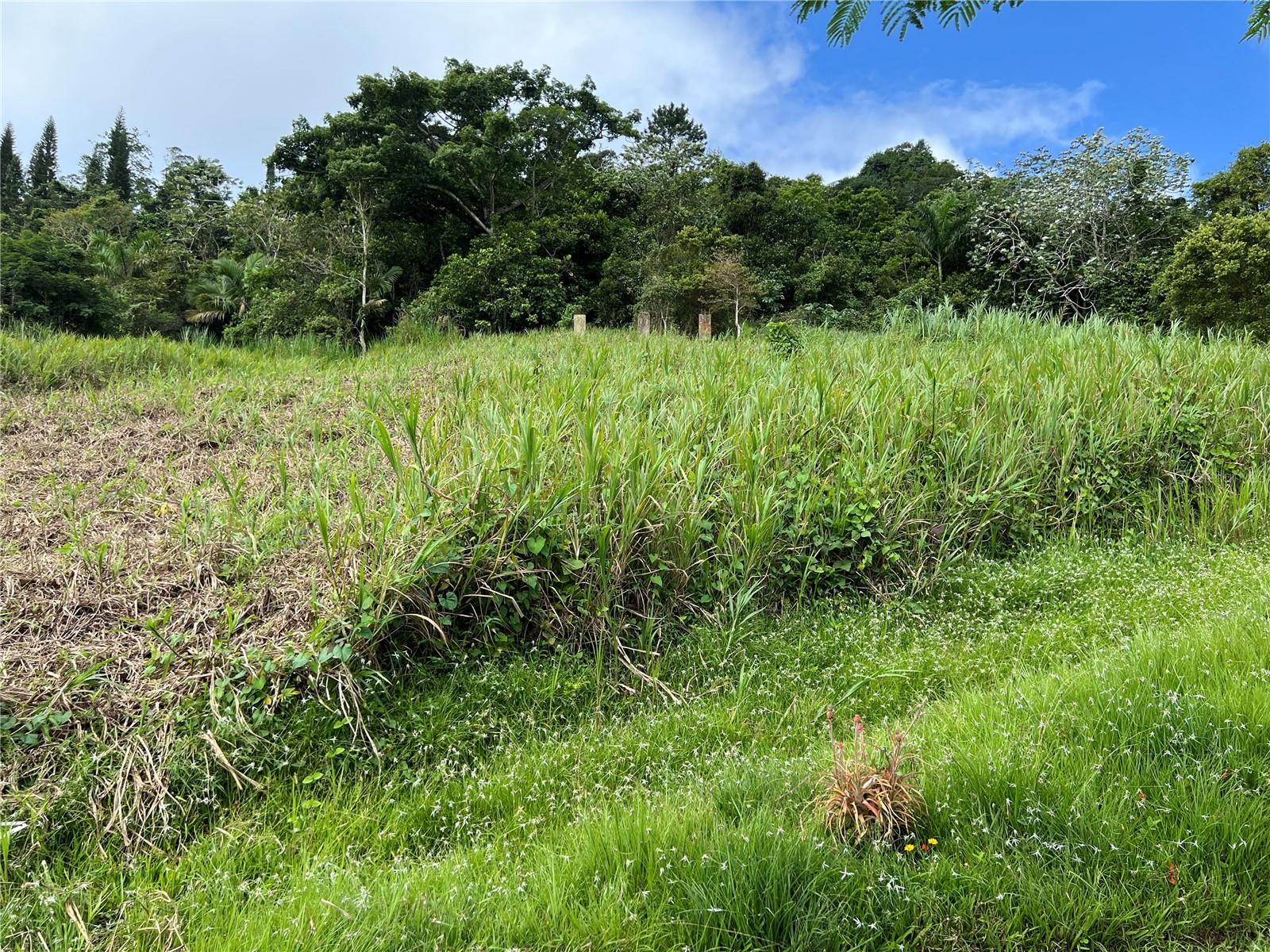 BARRANQUITAS — foto 6