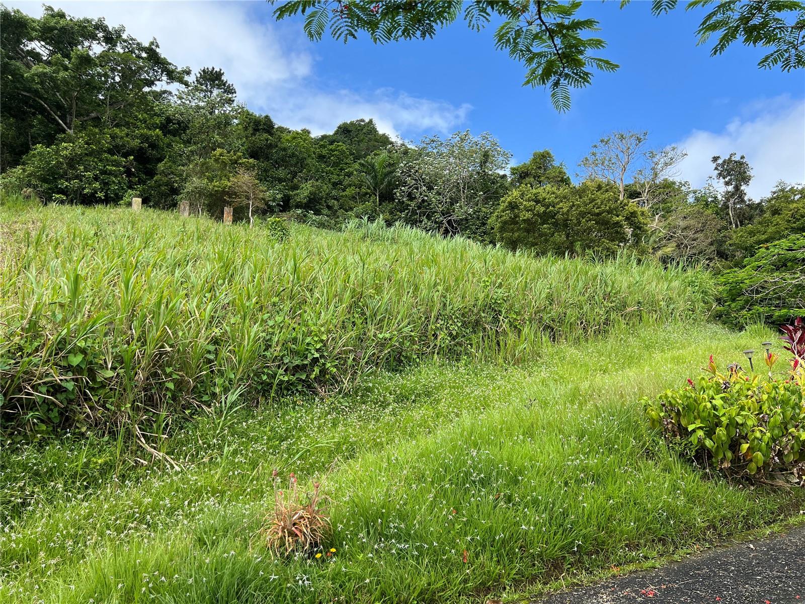 BARRANQUITAS — foto 7