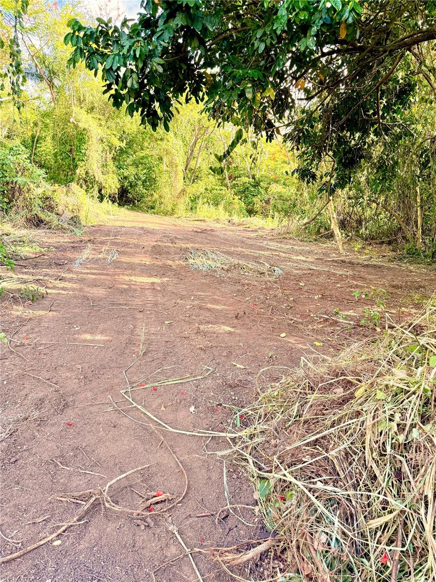 CAROLINA — foto 8