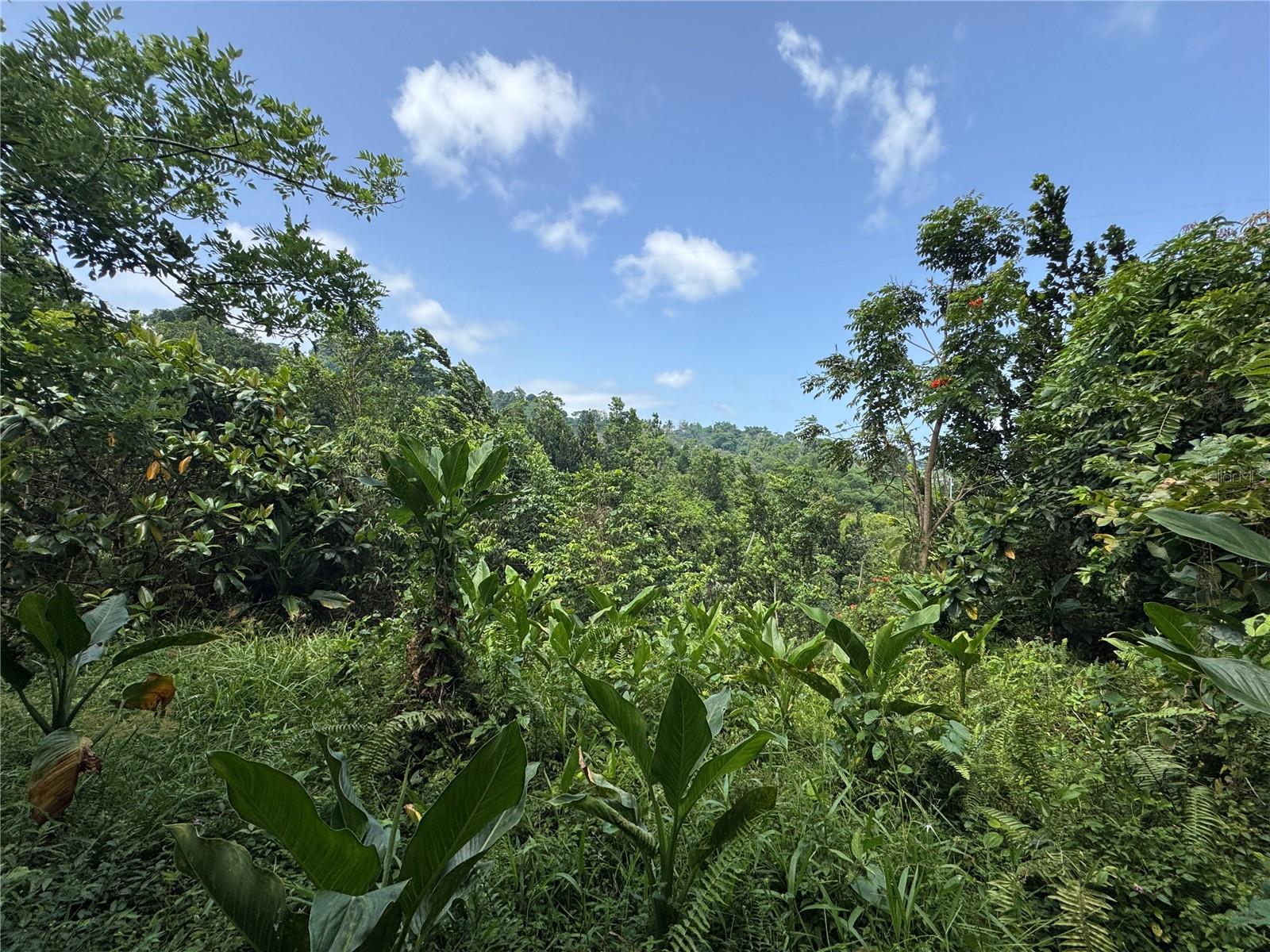 YABUCOA — foto 2