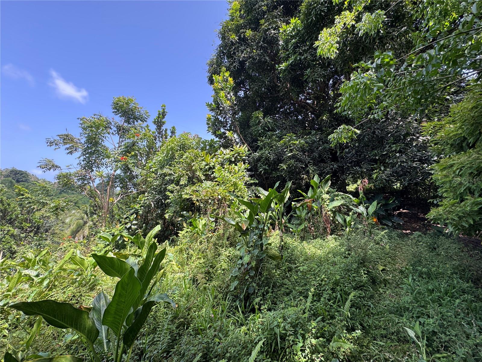 YABUCOA — foto 11