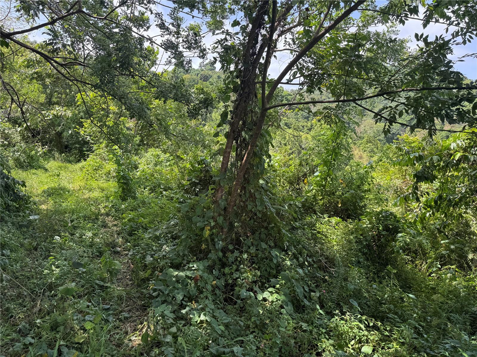 YABUCOA — foto 4