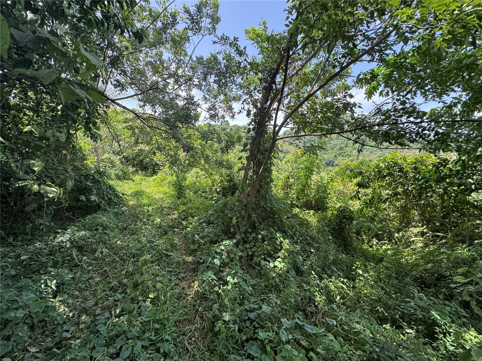 YABUCOA — foto 5