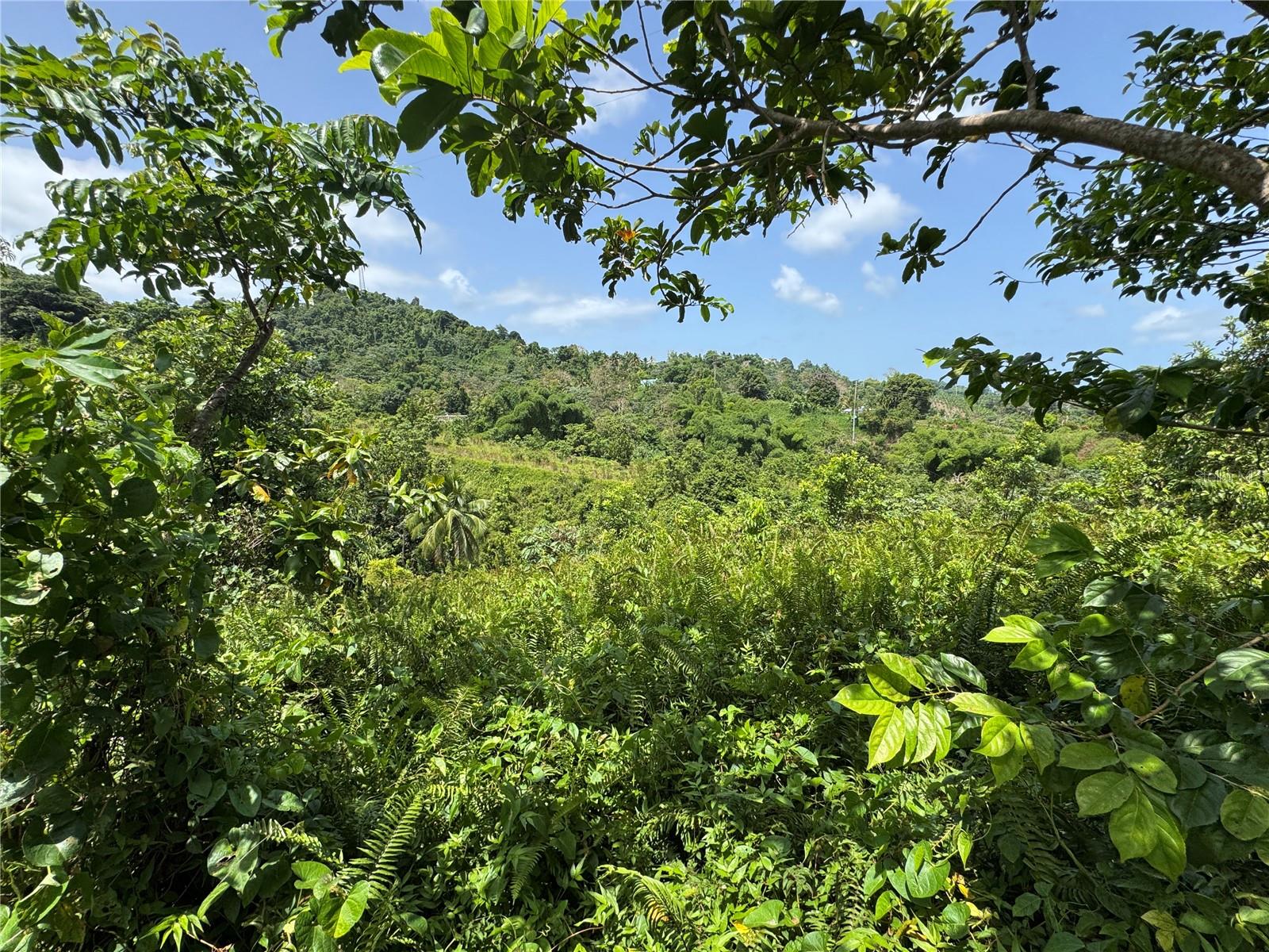 YABUCOA — foto 6
