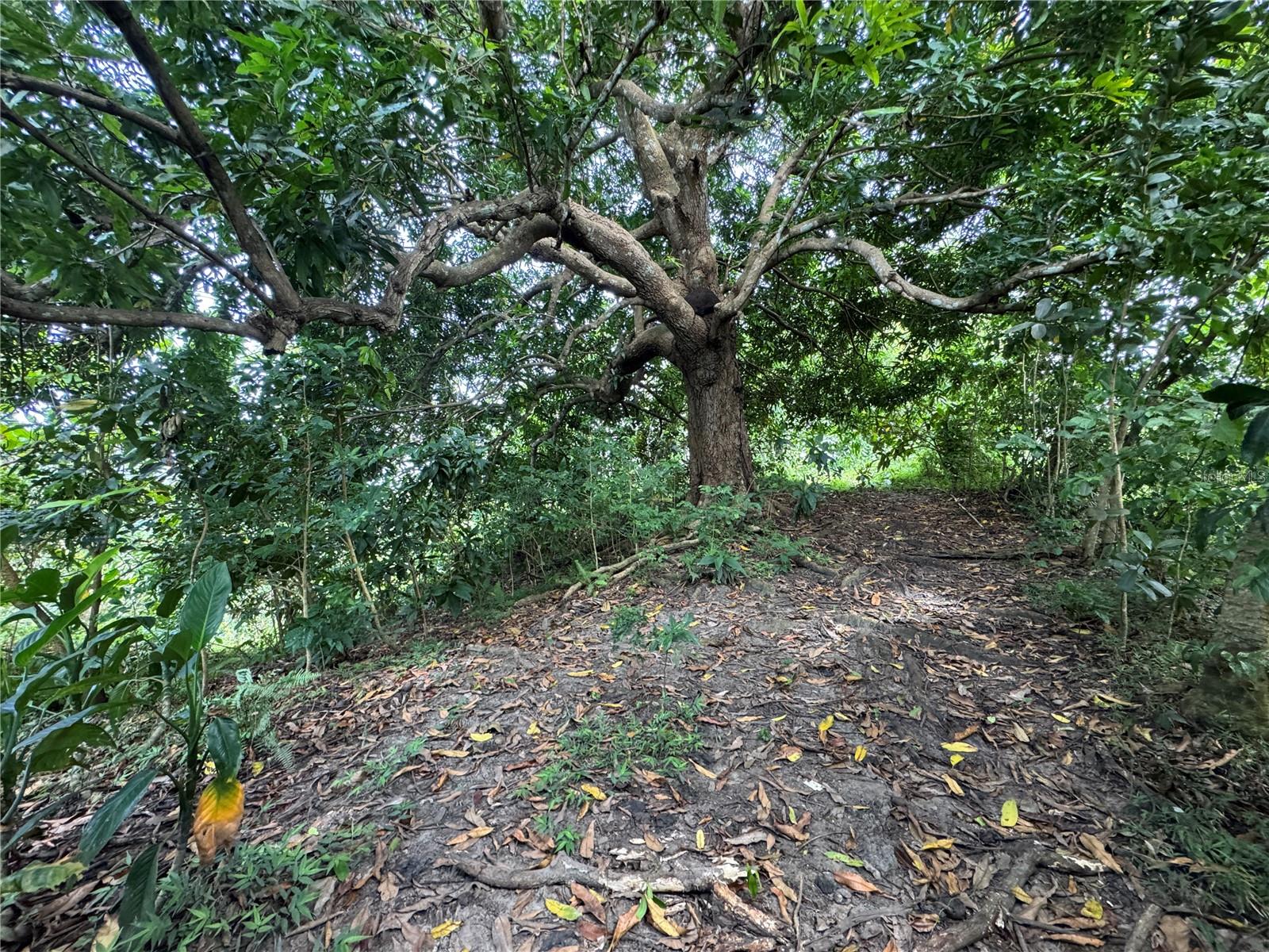 YABUCOA — foto 7