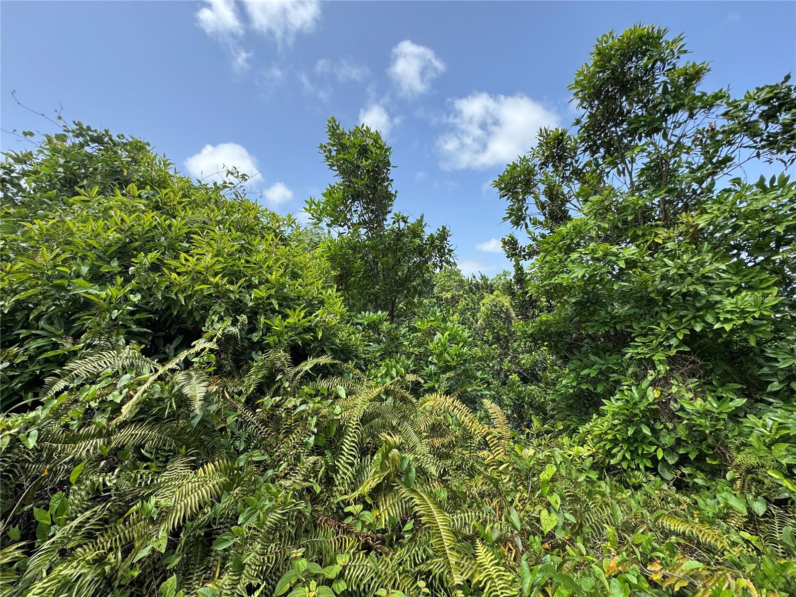 YABUCOA — foto 8