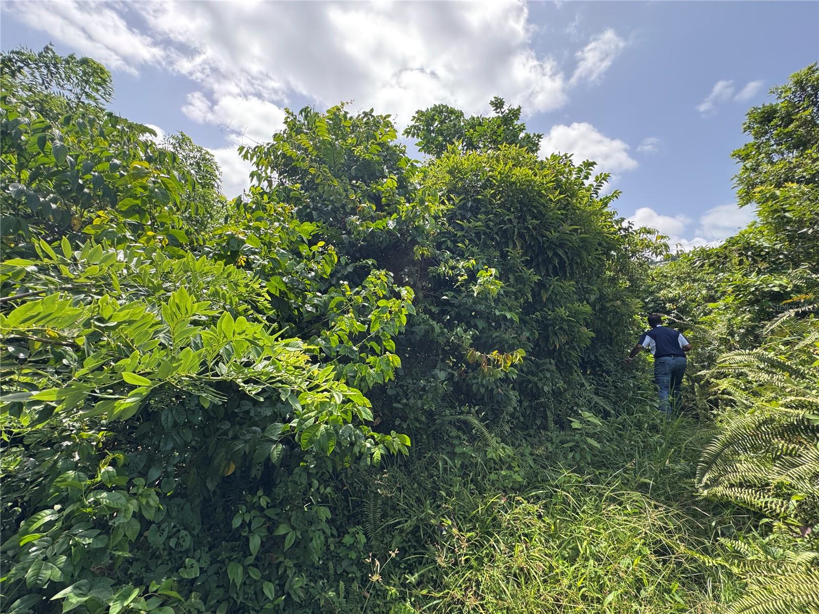 YABUCOA — foto 10