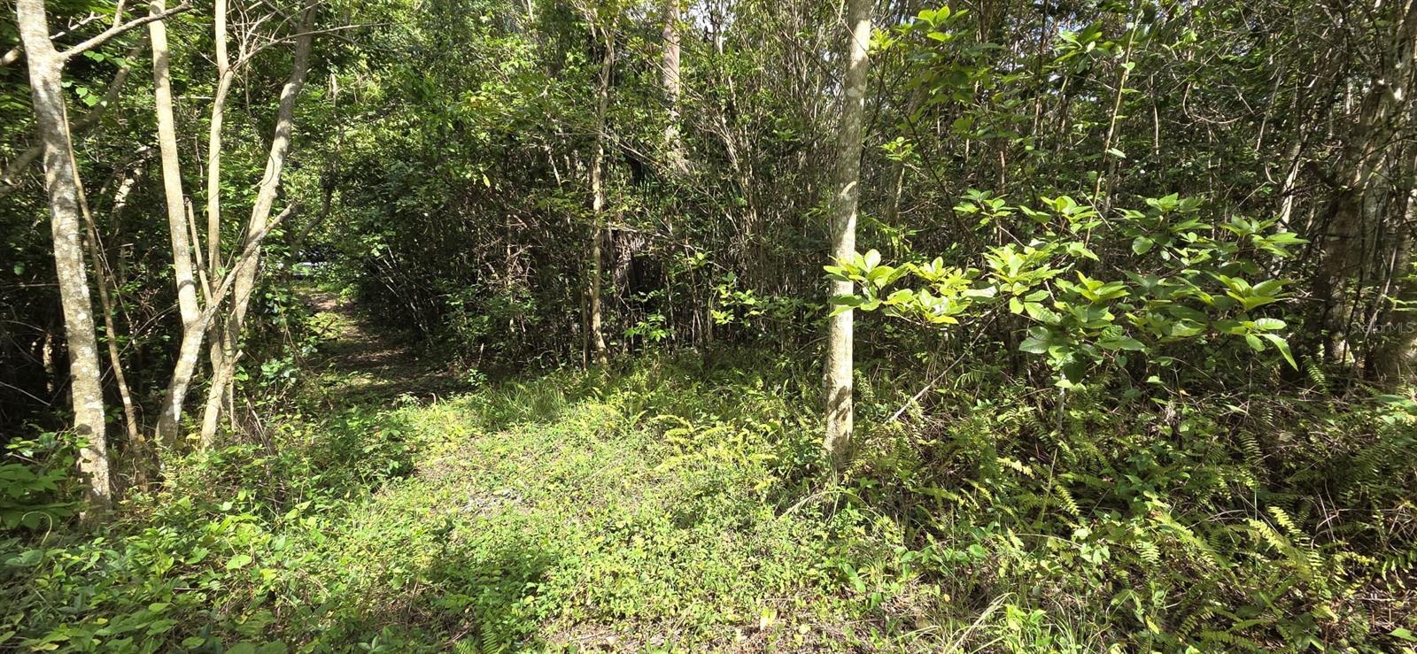 VEGA ALTA — foto 2