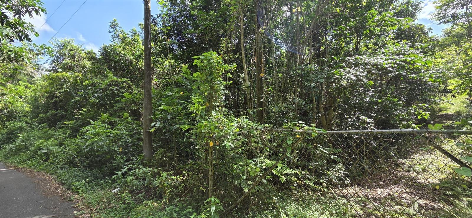 VEGA ALTA — foto 3