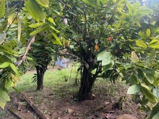 3 hab · 2 baños · CAYEY — foto 4