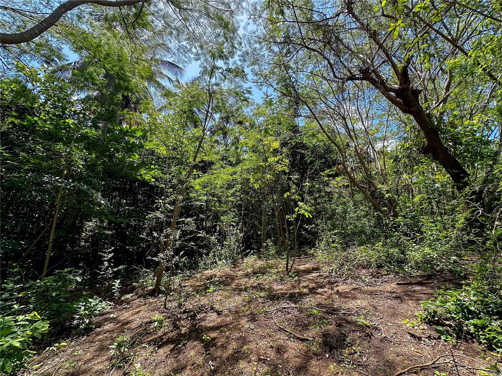 VIEQUES — foto 7