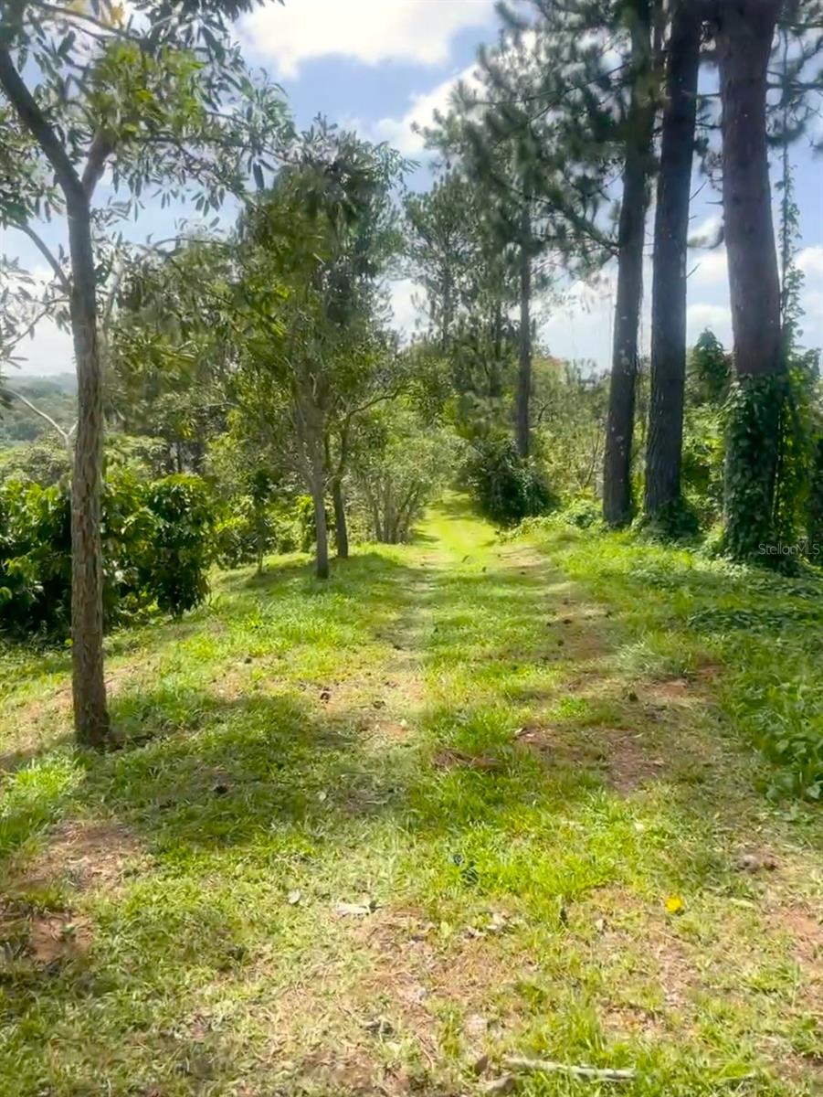 CIALES — foto 4