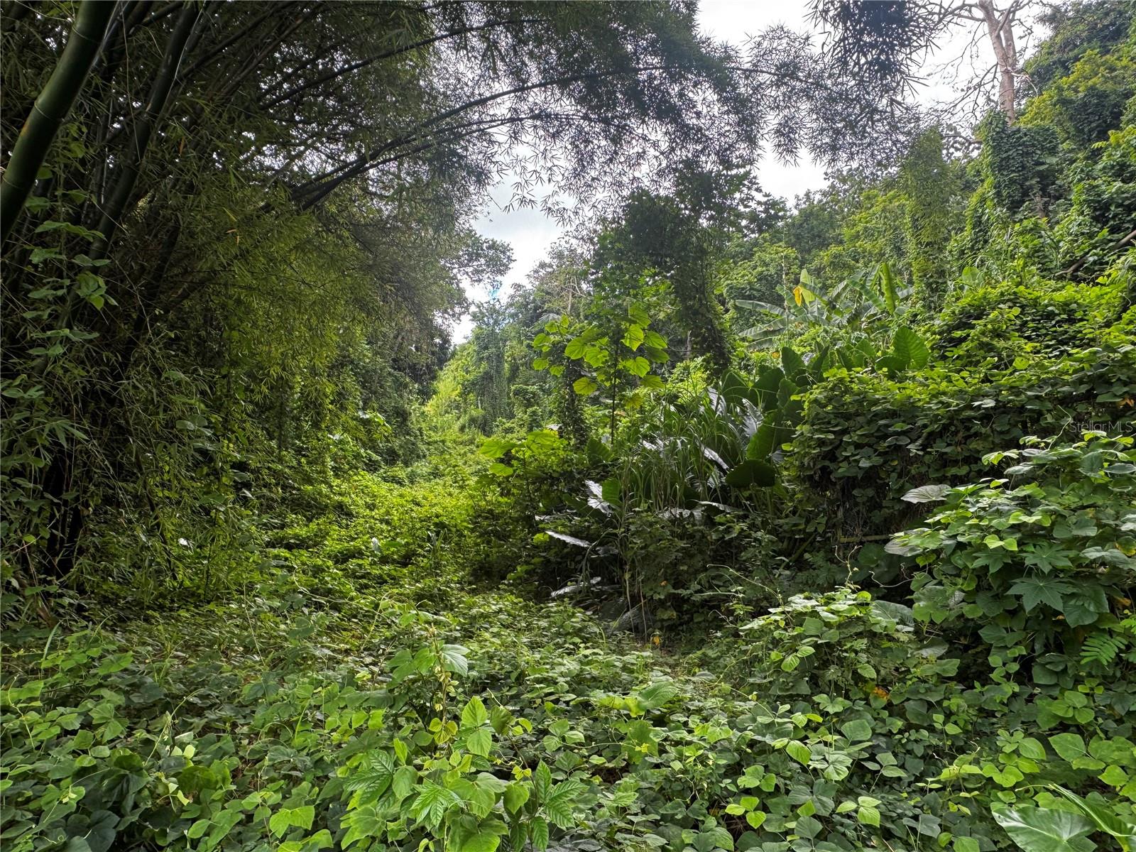 GURABO — foto 6
