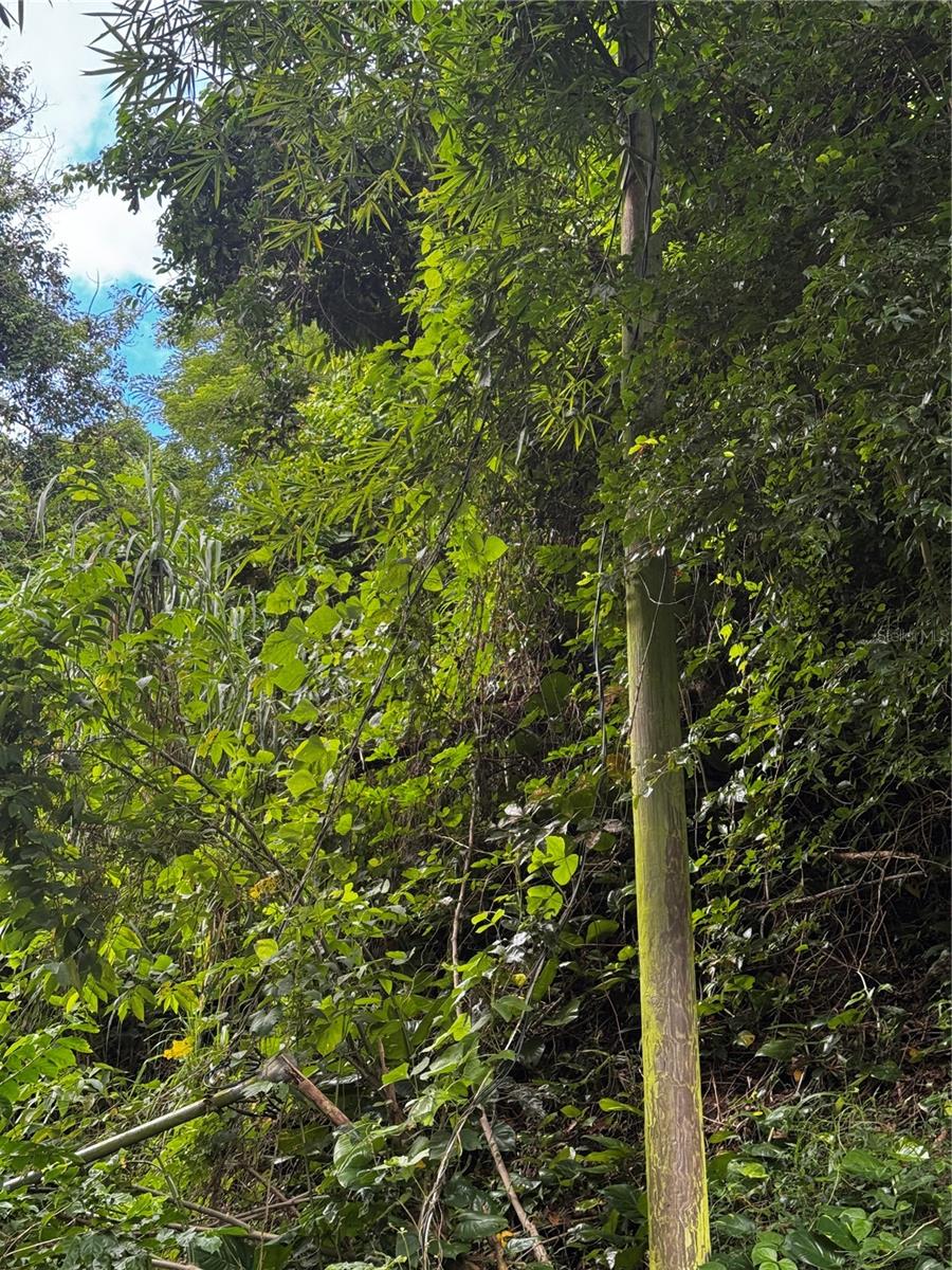 GURABO — foto 9