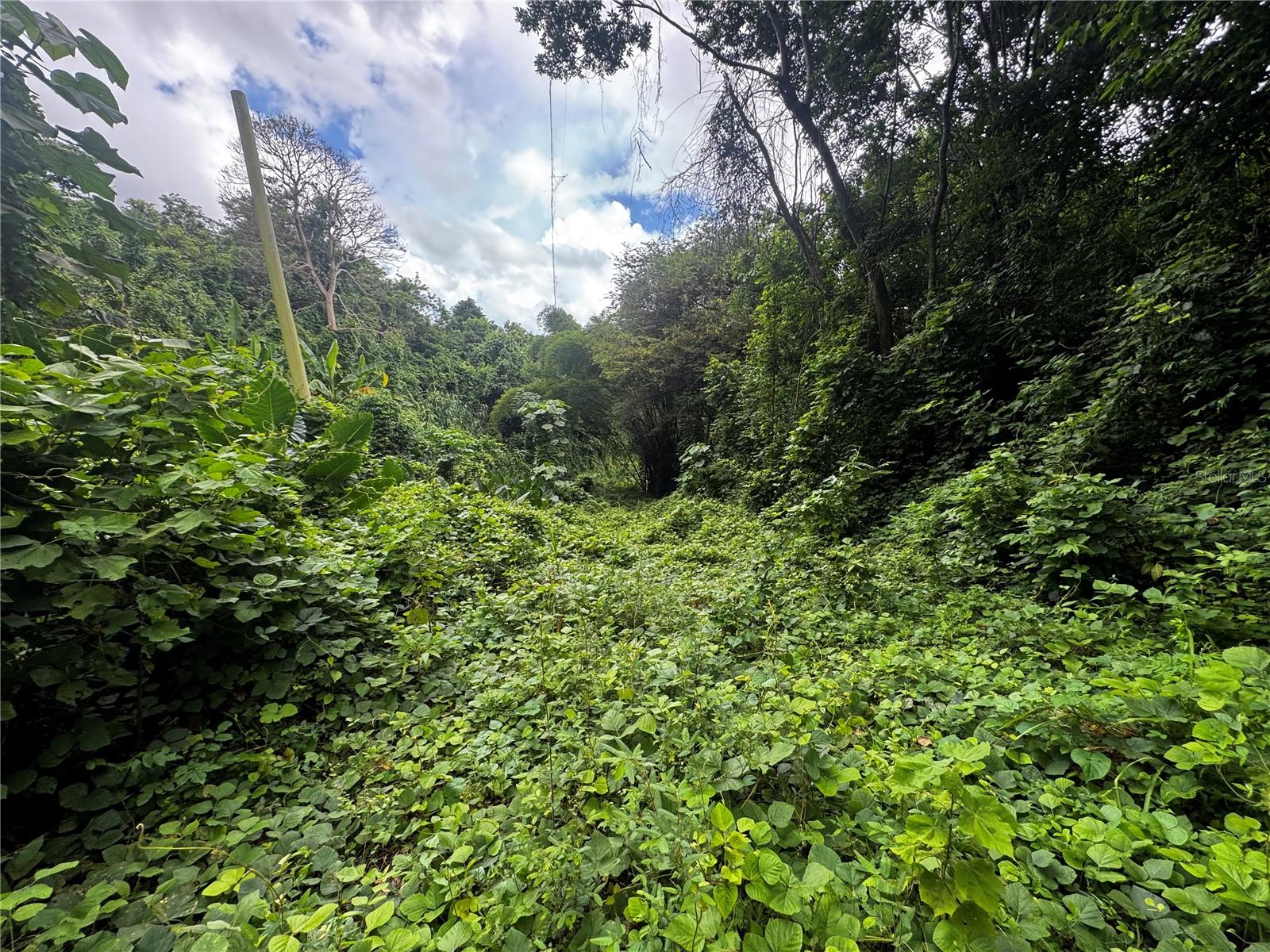 GURABO — foto 11