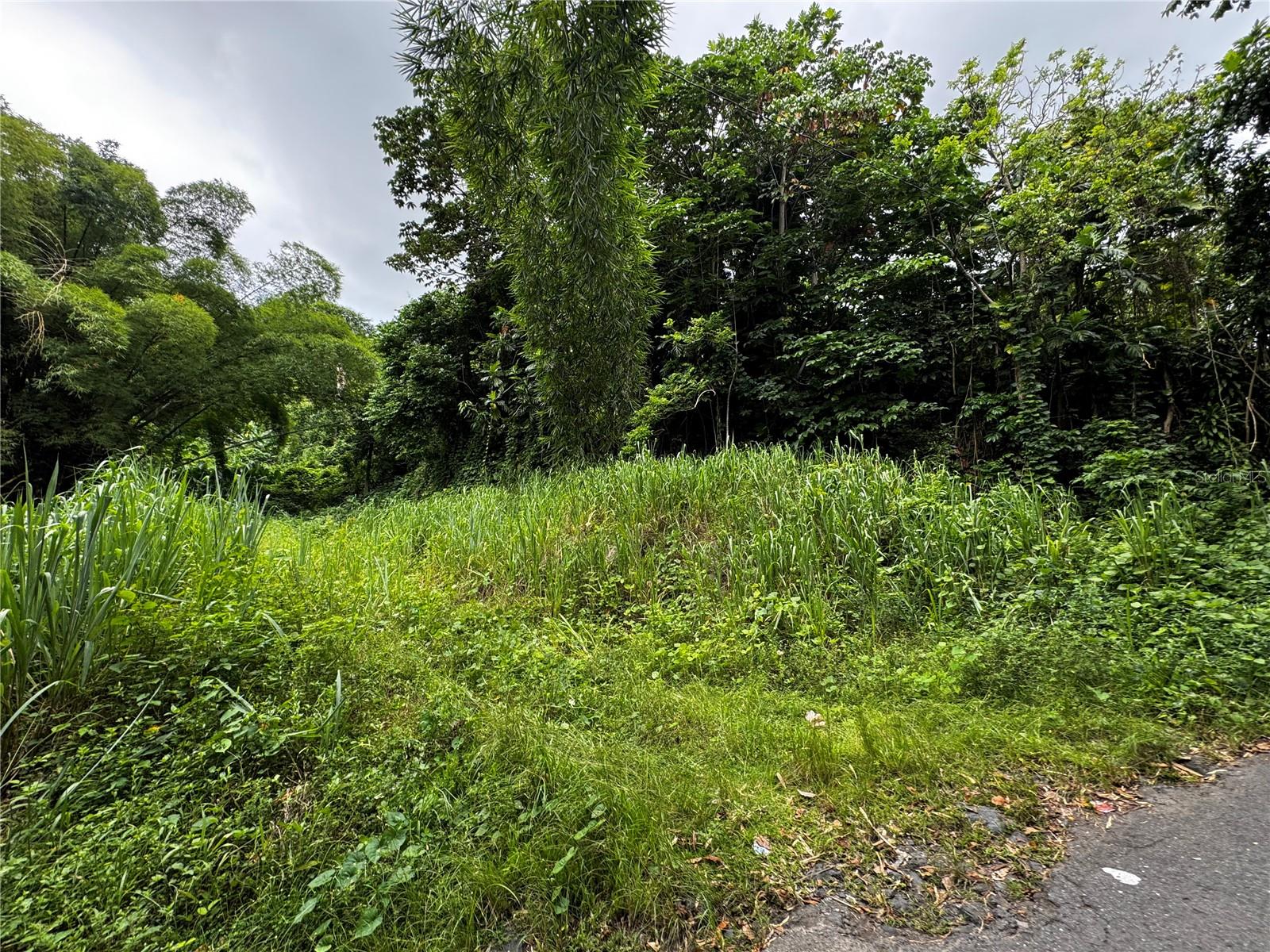 GURABO — foto 3