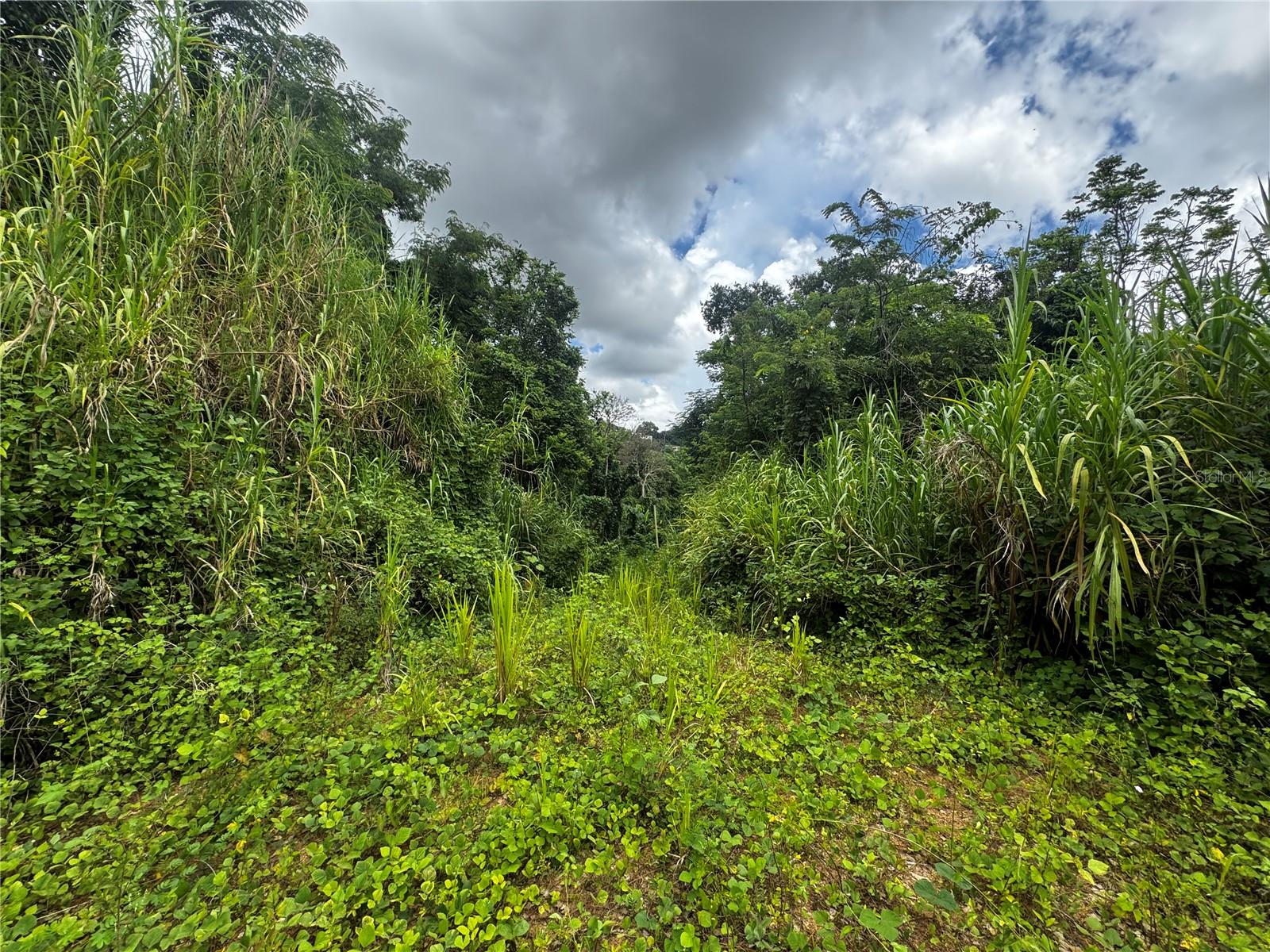 GURABO — foto 9
