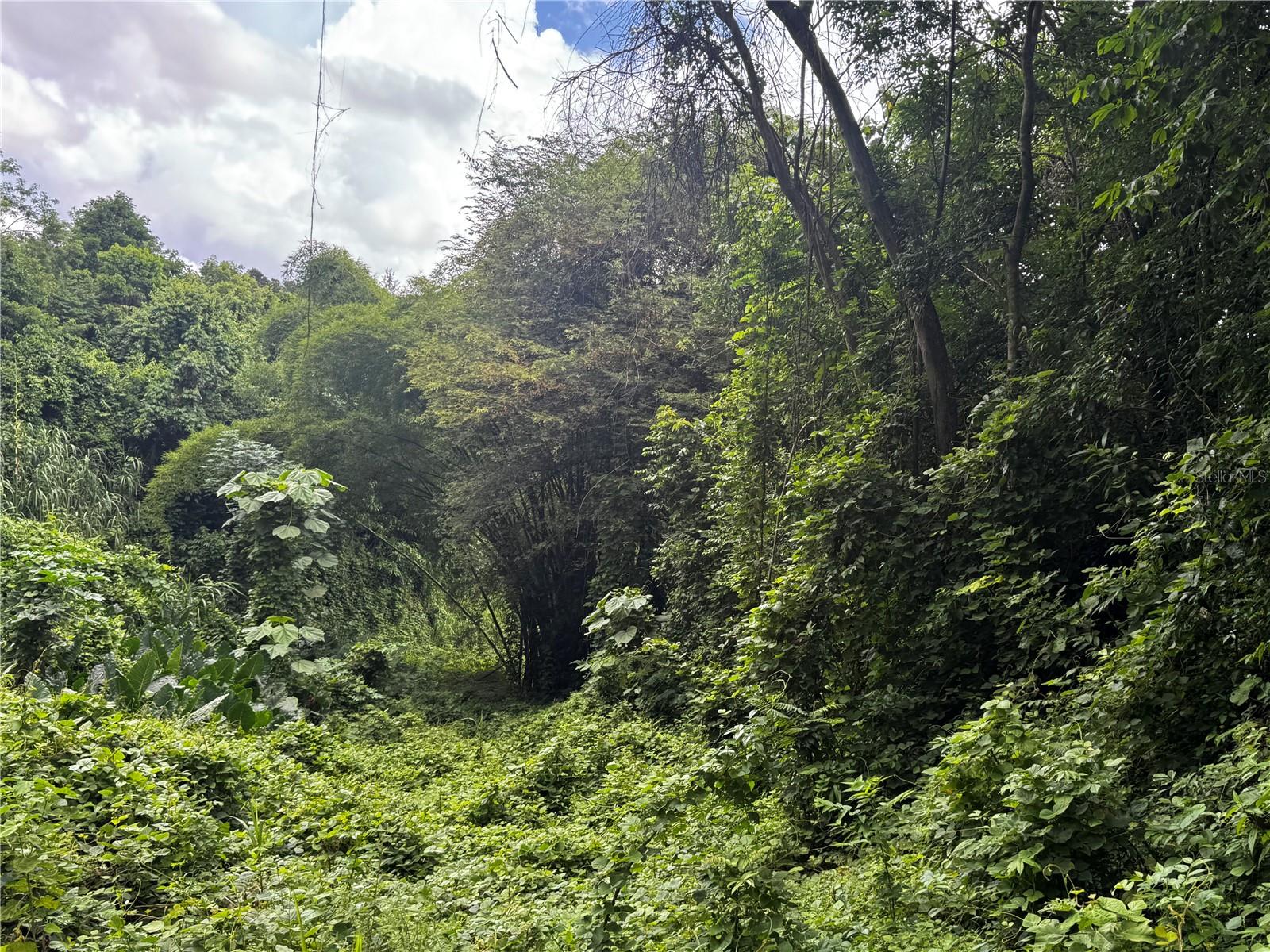 GURABO — foto 10