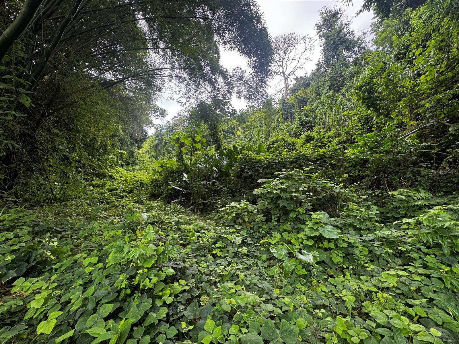 GURABO — foto 6