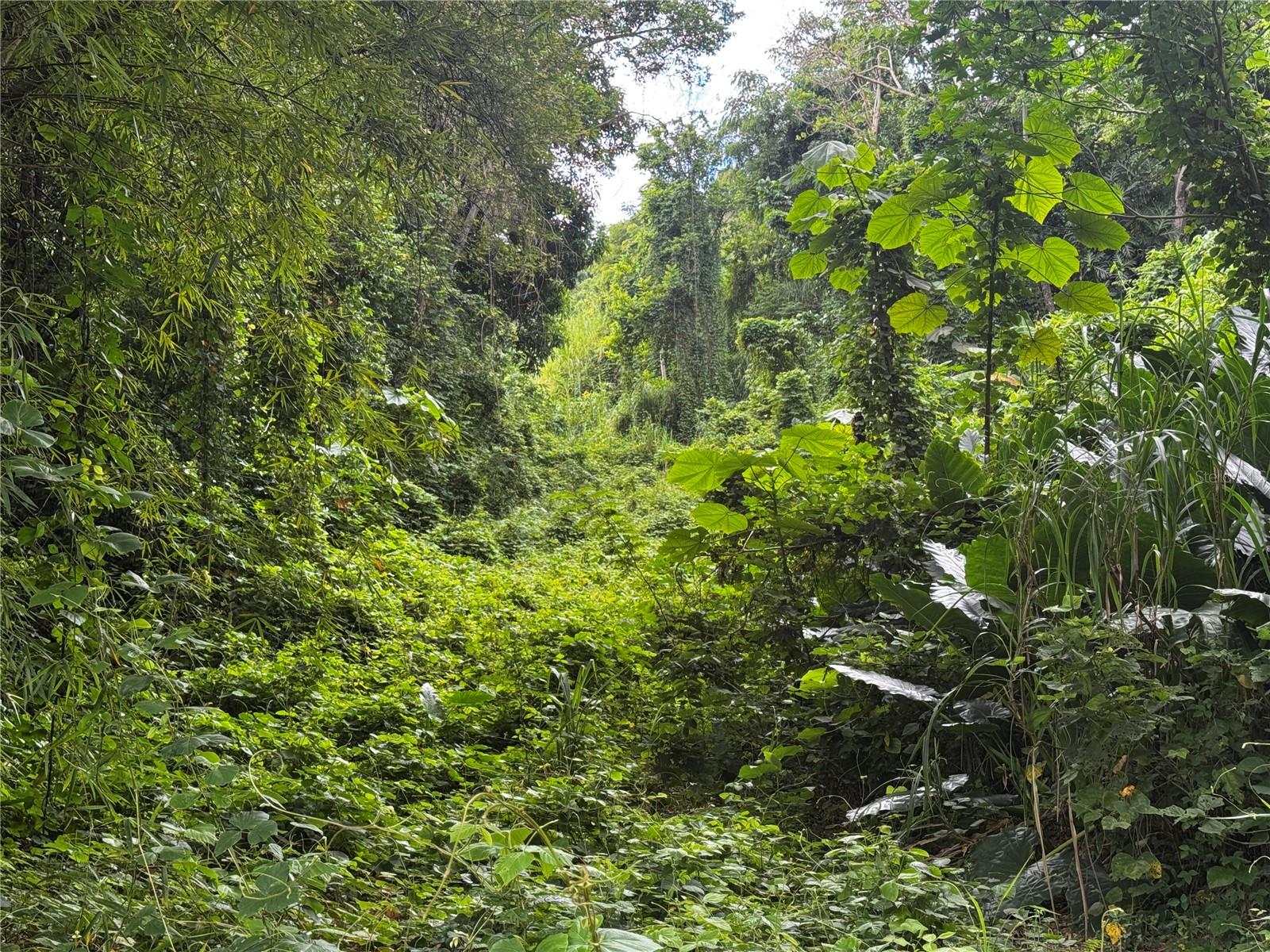 GURABO — foto 4