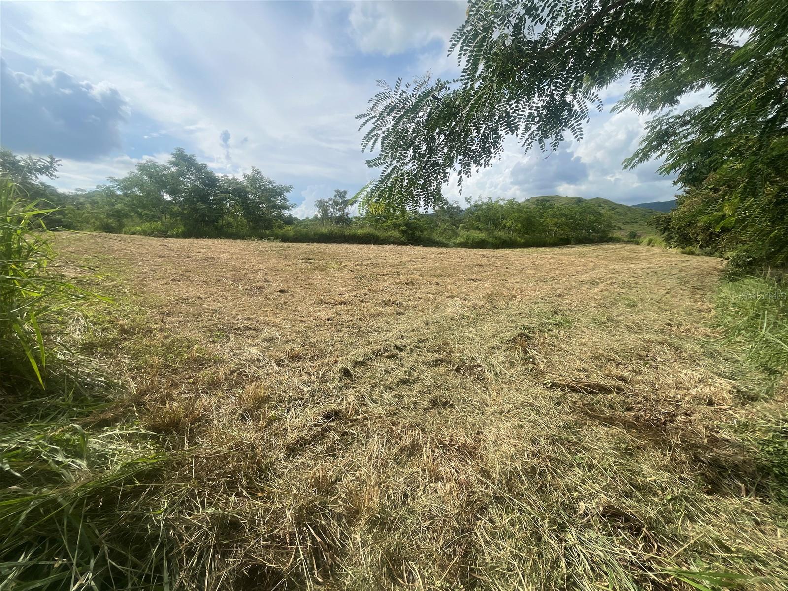 COAMO