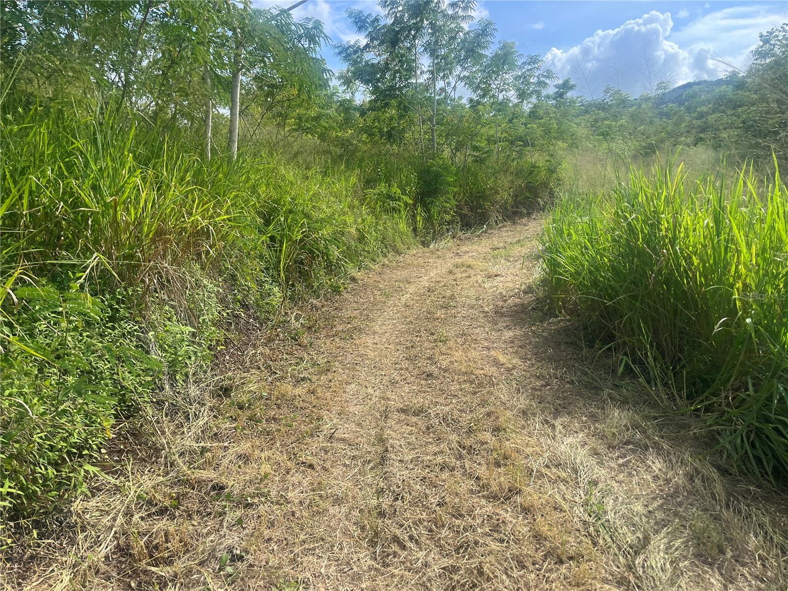 COAMO — foto 4