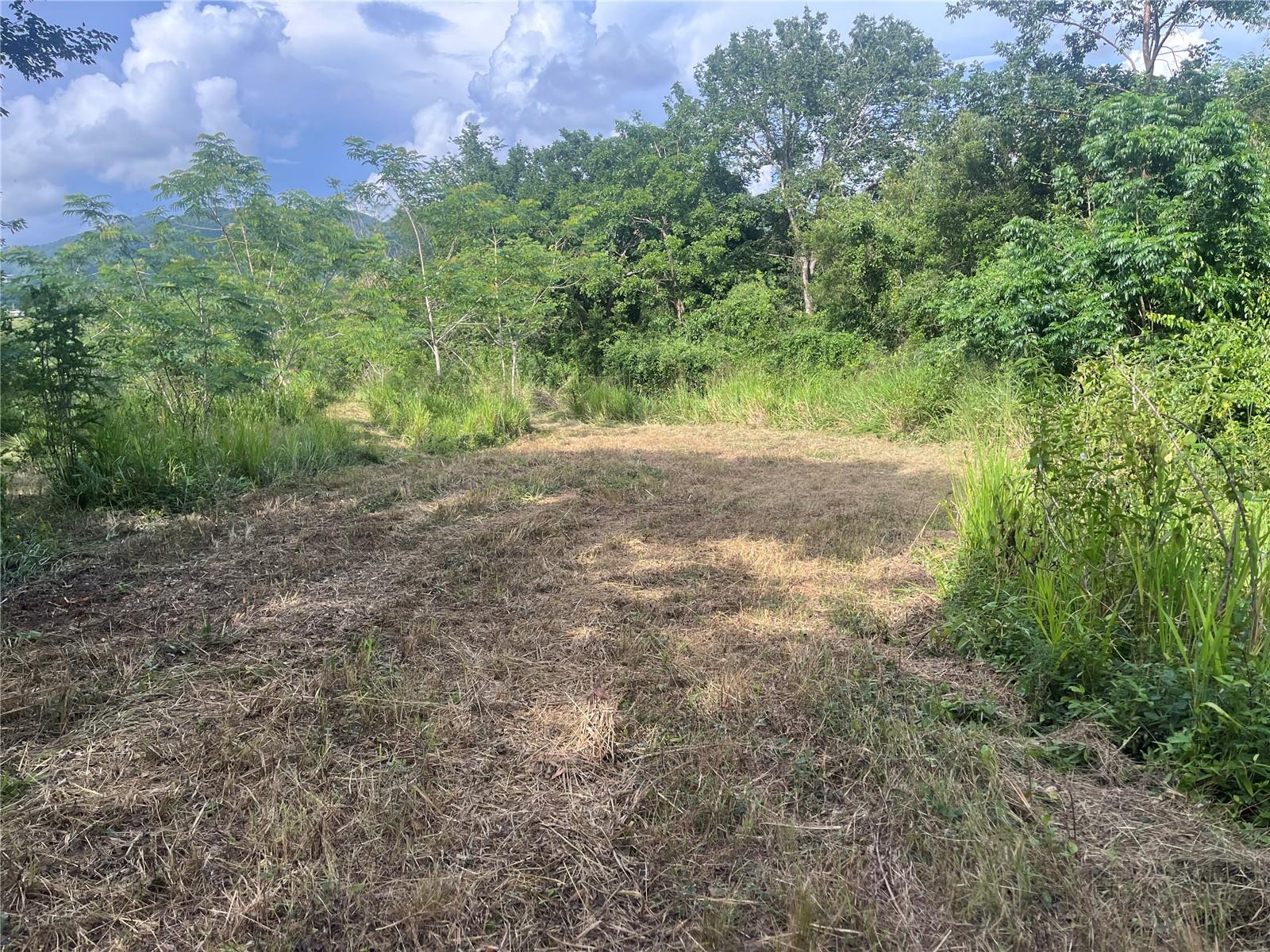 COAMO — foto 5